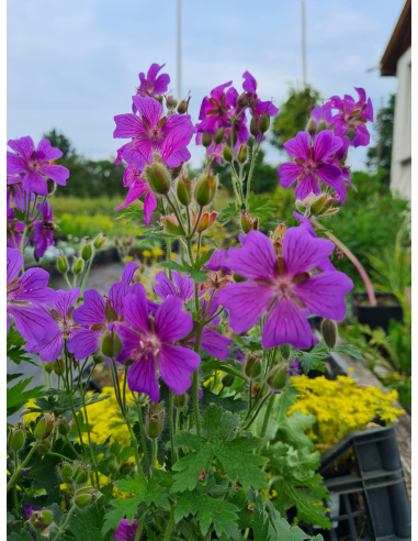 Duże, fioletowoniebieskie kwiaty bodziszka 'Rosemoor'