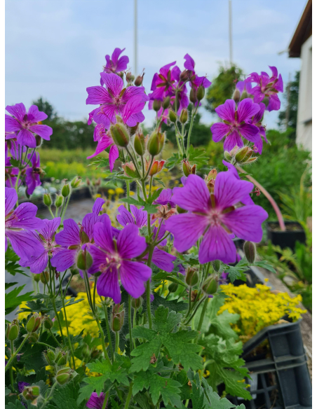 Duże, fioletowoniebieskie kwiaty bodziszka 'Rosemoor'