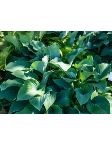 Funkia 'Krossa Regal' - Hosta  2L