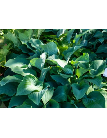 Funkia 'Krossa Regal' - Hosta  2L