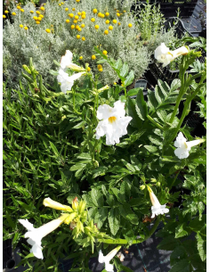 Inkarwilla Delavaya 'Alba' - Incarvillea delavayi 2L
