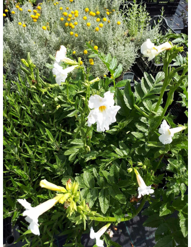 Inkarwilla Delavaya 'Alba' - Incarvillea delavayi 2L