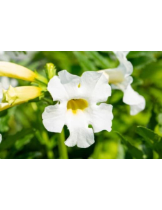 Inkarwilla Delavaya 'Alba' - Incarvillea delavayi 2L 2