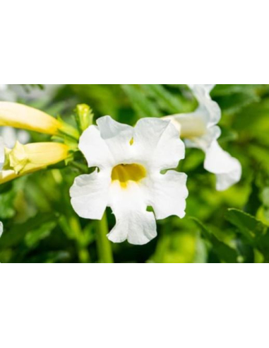 Inkarwilla Delavaya 'Alba' - Incarvillea delavayi 2L