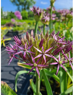 Czosnek (białawy) Krzysztofa (Allium christophii)-