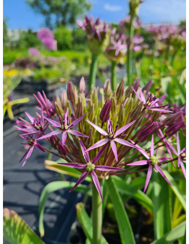 Czosnek (białawy) Krzysztofa (Allium christophii)-
