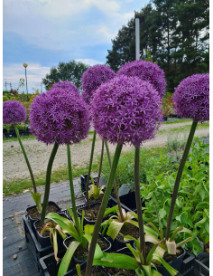 Czosnek ozdobny 'Globemaster' - Allium 4L 2