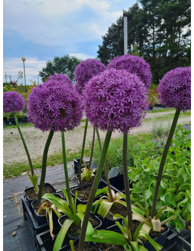 Czosnek ozdobny 'Globemaster' - Allium 4L