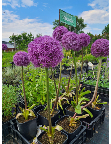 Czosnek ozdobny 'Globemaster' - Allium 4L