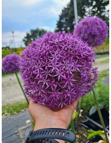 Czosnek ozdobny 'Globemaster' - Allium 4L
