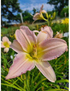 Liliowiec 'Amethyst Jewel' - Hemerocallis 2L