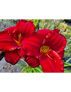 Liliowiec 'Red Pinocchio' - Hemerocallis 2L