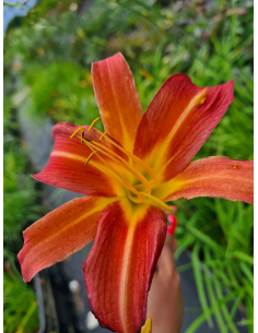 Liliowiec 'Piquante' - Hemerocallis 2L