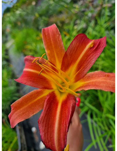 Liliowiec 'Piquante' - Hemerocallis 2L