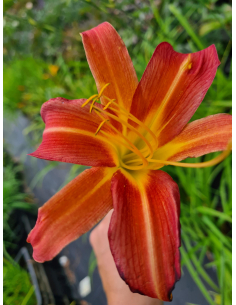 Liliowiec 'Piquante' - Hemerocallis 2L 2