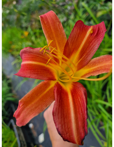 Liliowiec 'Piquante' - Hemerocallis 2L