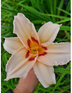 Liliowiec 'Lynn Hall' - Hemerocallis 2L