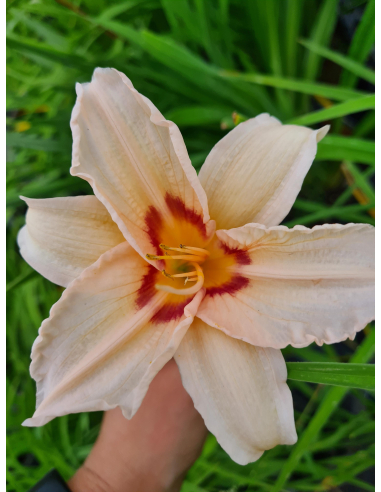 Liliowiec 'Lynn Hall' - Hemerocallis 2L
