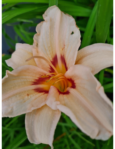 Liliowiec 'Lynn Hall' - Hemerocallis 2L