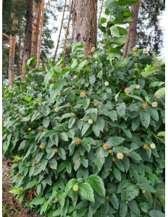 Guzikowiec zachodni - Cephalanthus 3L 2