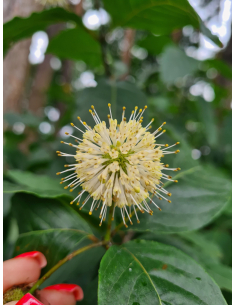 Guzikowiec zachodni - Cephalanthus 3L