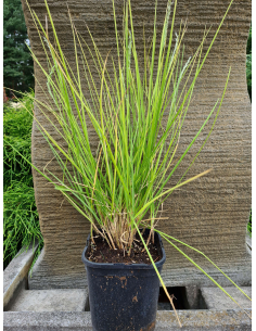 Sesleria jesienna - Sesleria autumnalis 2L
