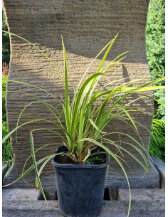 Turzyca Morrowa 'Vanilla Ice' - Carex morowii  2L 2