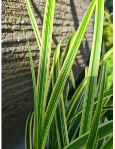 Turzyca Morrowa 'Vanilla Ice' - Carex morowii  2L