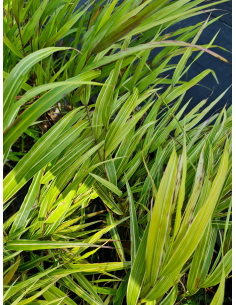 Hakonechloa smukła 'Albostriata' - Hakonechloa 1L