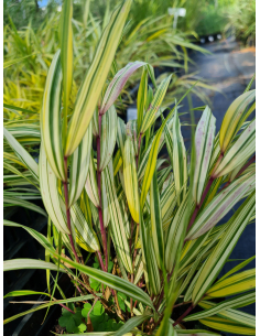 Hakonechloa smukła Albostriata sadzonki 2