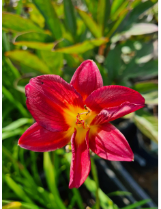 Liliowiec 'Pardon Me' - Hemerocallis 2L