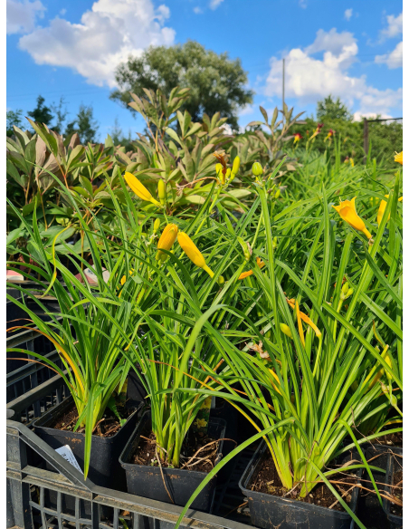 Liliowiec 'Stella de Oro' - Hemerocallis 1L