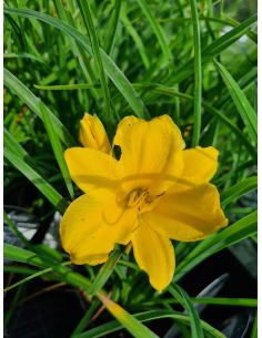 Liliowiec 'Stella de Oro' - Hemerocallis 1L