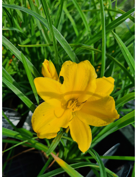 Liliowiec 'Stella de Oro' - Hemerocallis 1L