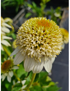 Jeżówka 'Milkshake' - Echinacea 1L