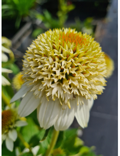 Jeżówka 'Milkshake' - Echinacea 1L 2