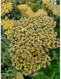 Krwawnik 'Terracotta' - Achillea 1L