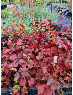Tawułka Arendsa 'Color Flash' -  Astilbe arendsii 2