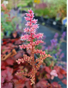 Tawułka Arendsa 'Color Flash' -  Astilbe arendsii