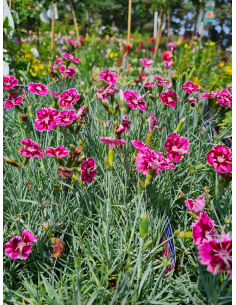 Goździk 'Supernova' - Dianthus caryophyllus 1L