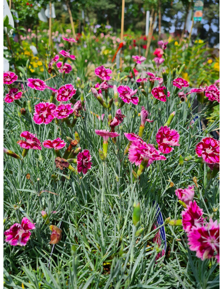 Goździk 'Supernova' - Dianthus caryophyllus 1L