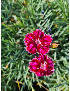 Goździk 'Supernova' - Dianthus caryophyllus 1L 2