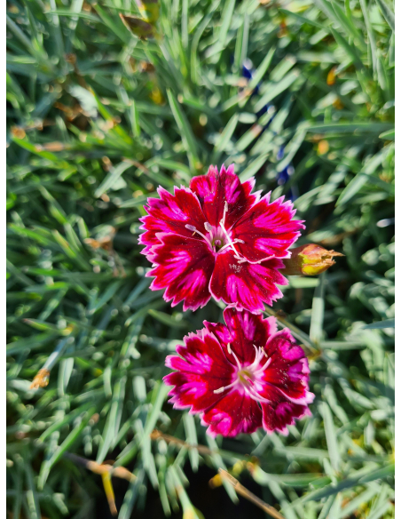 Goździk 'Supernova' - Dianthus caryophyllus 1L