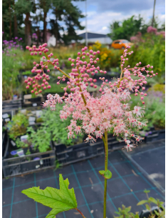 Wiązówka czerwona 'Venusta' - Filipendula rubra 2L 2