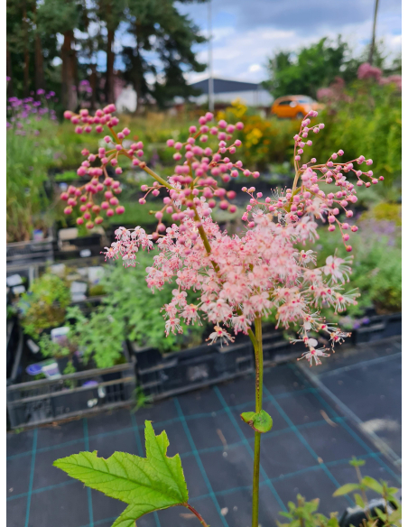 Wiązówka czerwona 'Venusta' - Filipendula rubra 2L