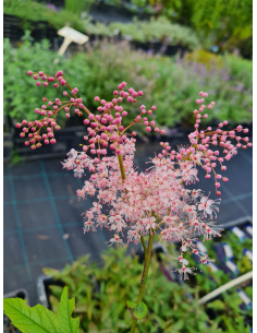 Wiązówka czerwona 'Venusta' - Filipendula rubra 2L