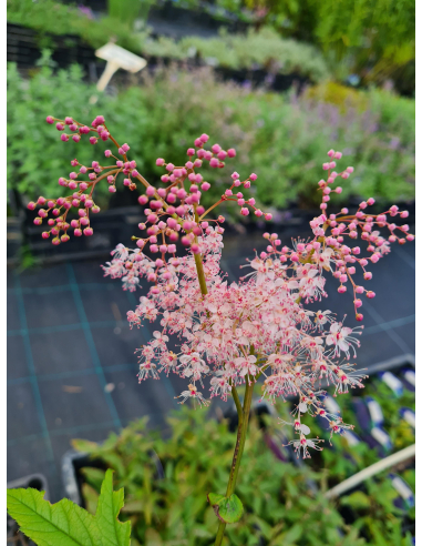 Wiązówka czerwona 'Venusta' - Filipendula rubra 2L