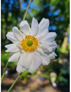 Zawilec mieszańcowy 'Whirlwind' - Anemone 1L