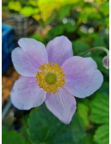 Zawilec pajęczynowaty 'Robustissima' - Anemone tom