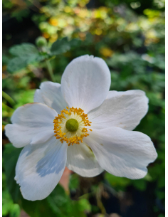 Zawilec japoński 'Honorine Jobert' - Anemone 1L